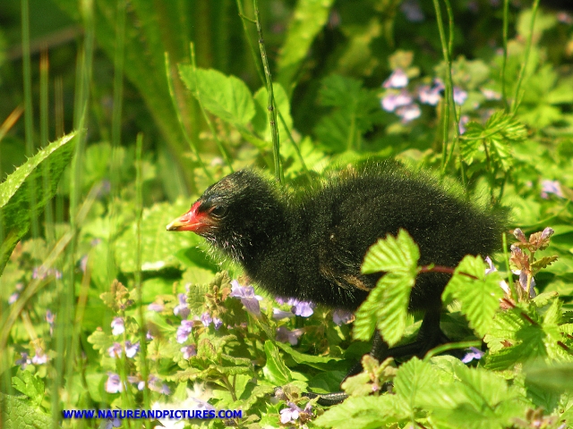 moorhen, moorhens fighting,-2.jpg - MOORHEN CHICK  - ARUNDEL - 4.5.07